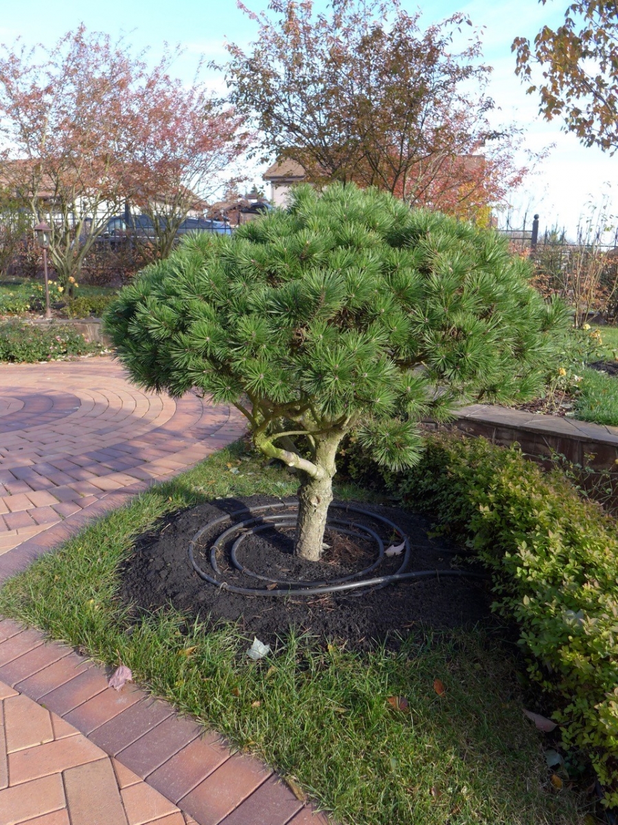 Прикорневой капельный полив растений Прикорневой капельный автоматический полив растений