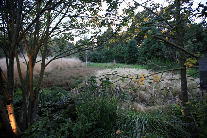 Декоративные злаки в одном из европейских парков Бурно цветущие декоративные злаки в одном из европейских парков